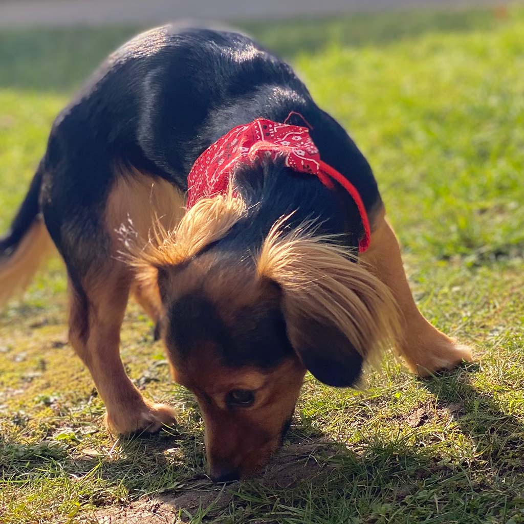 Favly Petfood bei shopstartups | shopstartups.de