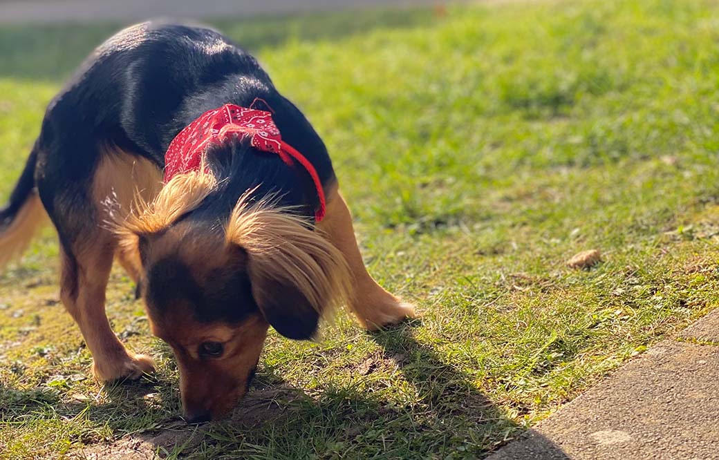 Favly Petfood bei shopstartups | shopstartups.de