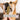 Hunderunde - Dentalsticks Nussknacker - Hund knabbert - Startup Produkte - shopstartups